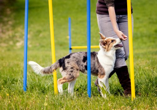 Conheças os aplicativos voltados para treinamento de cachorros!