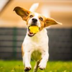 Treinamento de Cachorro na Ponta dos Dedos