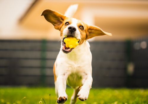 Treinamento de Cachorro na Ponta dos Dedos