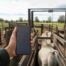 Transforme seu Celular em Balança de Gado