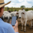 Aplicativo para Estimar o Peso do Gado pelo Celular